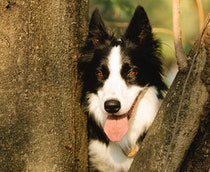 Lernen wir von der täglich frischen Neugier und positiven Erwartungshaltung unserer Hunde (Bildquelle: pexels - blue bird) Lernen wir von der täglich frischen Neugier und positiven Erwartungshaltung unserer Hunde (Bildquelle: pexels - blue bird)