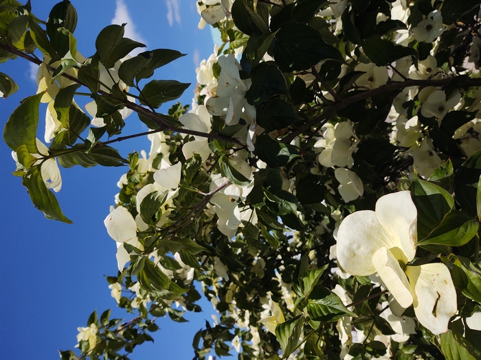 Der Transferdienst von Taxi Minor bietet Ihnen Sicherheit und Komfort bei der Planung Ihres Urlaubs. (Die Bildrechte liegen bei dem Verfasser der Mitteilung.)