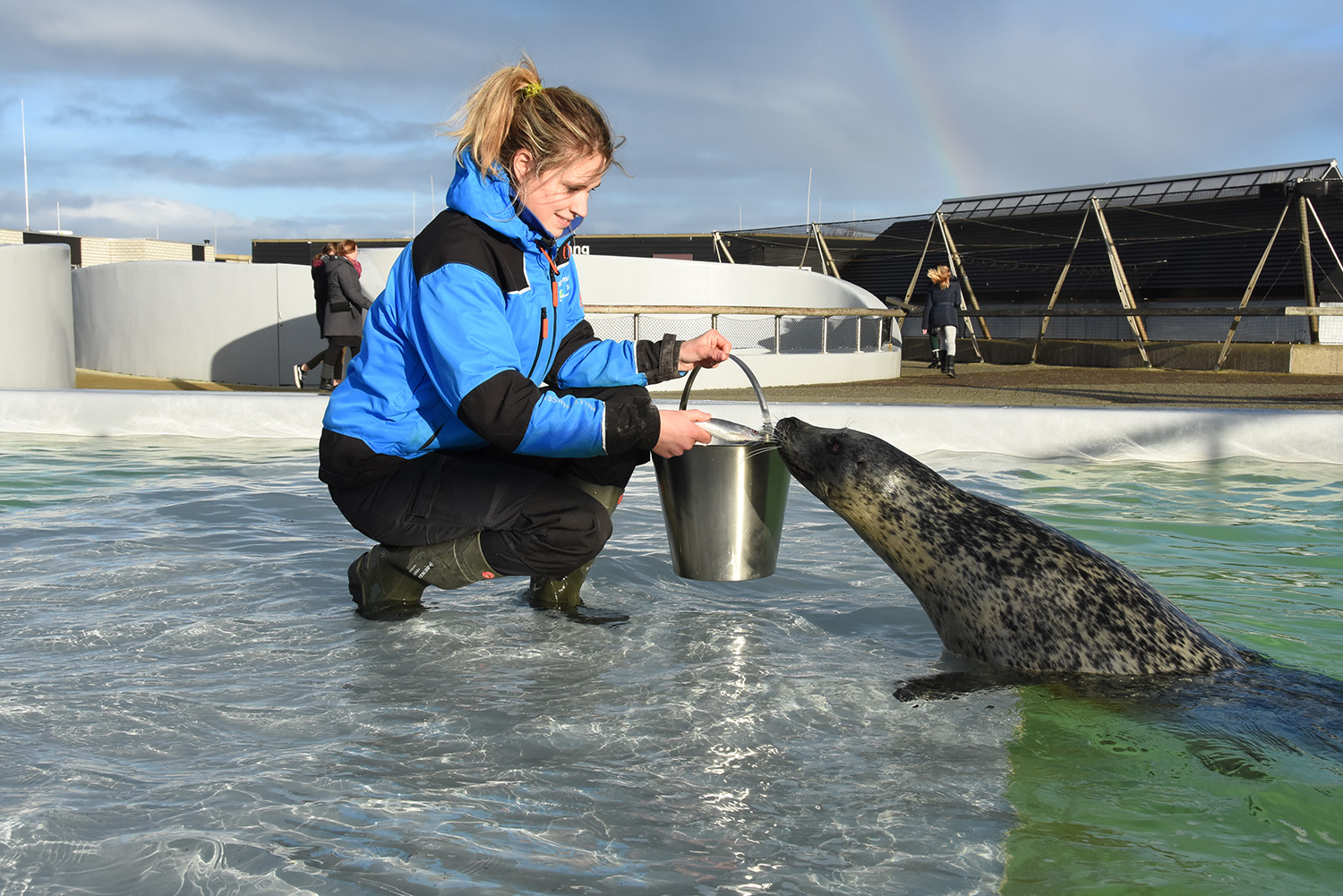 Tierpflegerin Rowanne Huisman bei der Seehundefütterung (Bildquelle: Ecomare) Tierpflegerin Rowanne Huisman bei der Seehundefütterung (Bildquelle: Ecomare)