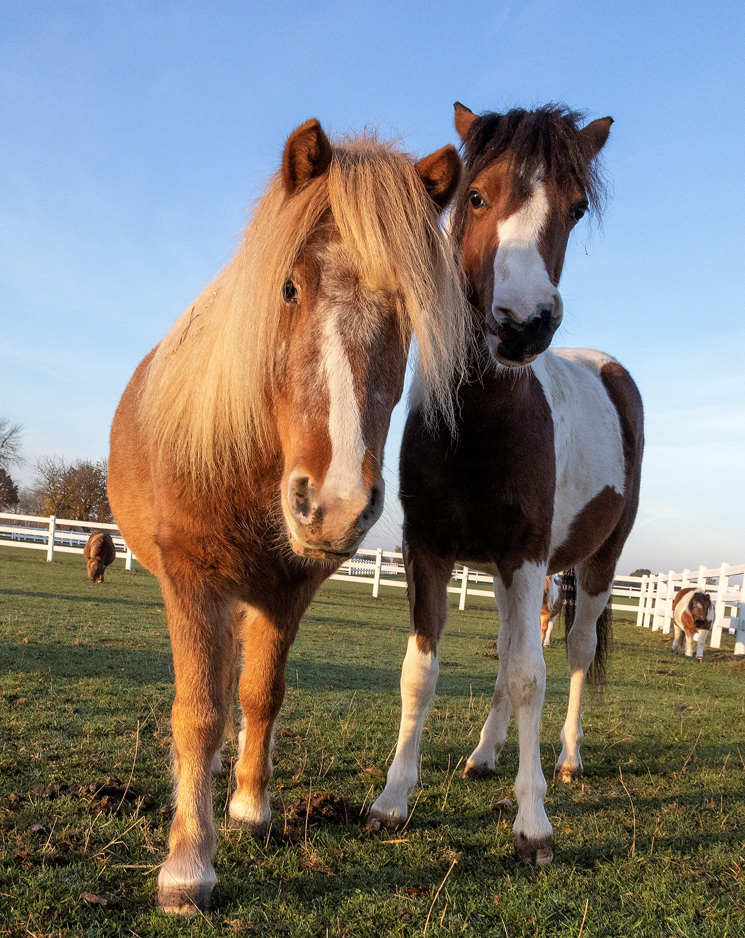Ganz schön neugierig: Little John u. Schnütchen Tessa von der Ballermann Ranch (Die Bildrechte liegen bei dem Verfasser der Mitteilung.) Ganz schön neugierig: Little John u. Schnütchen Tessa von der Ballermann Ranch (Die Bildrechte liegen bei dem Verfasser der Mitteilung.)