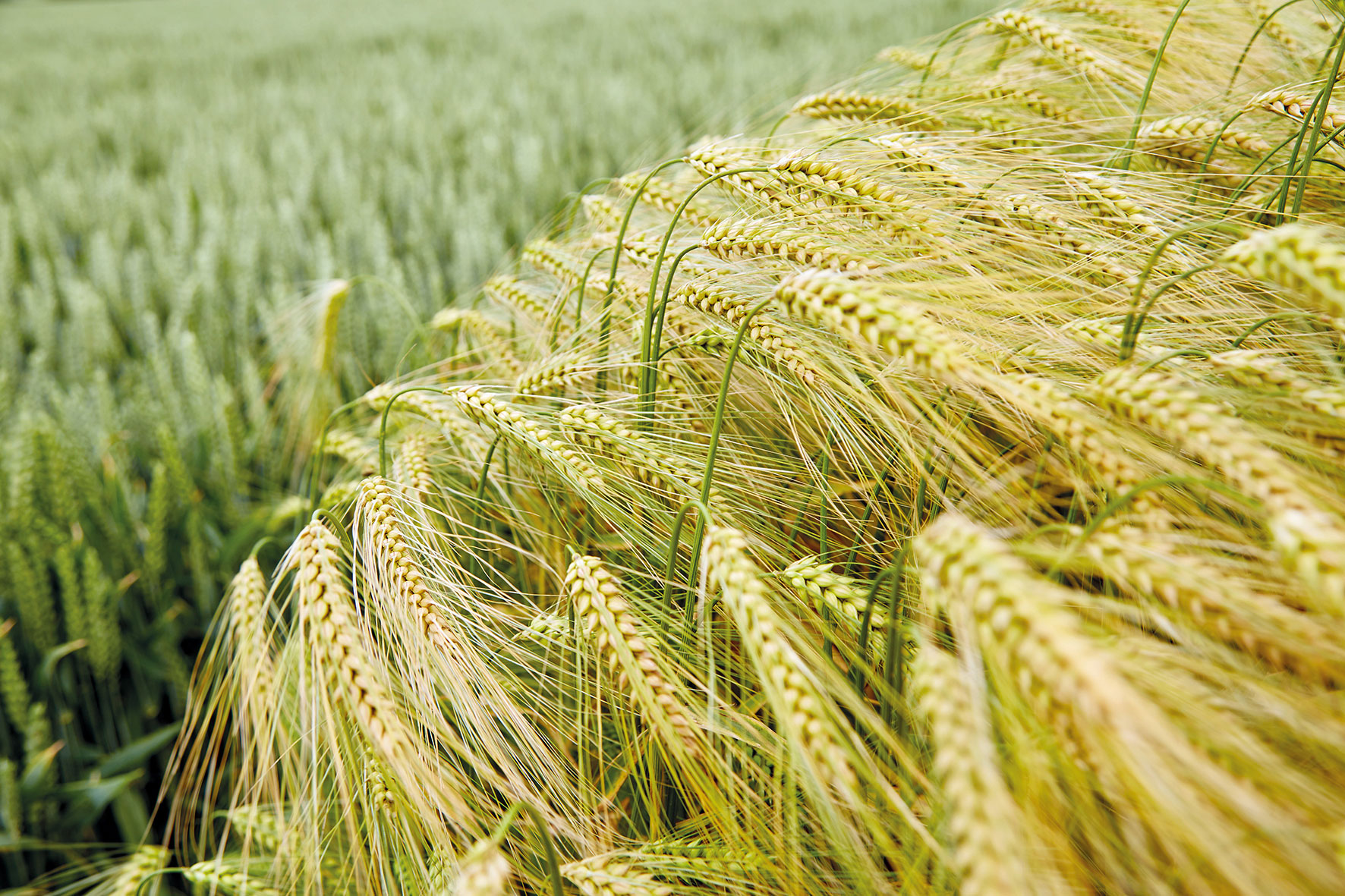 (Die Bildrechte liegen bei dem Verfasser der Mitteilung.)