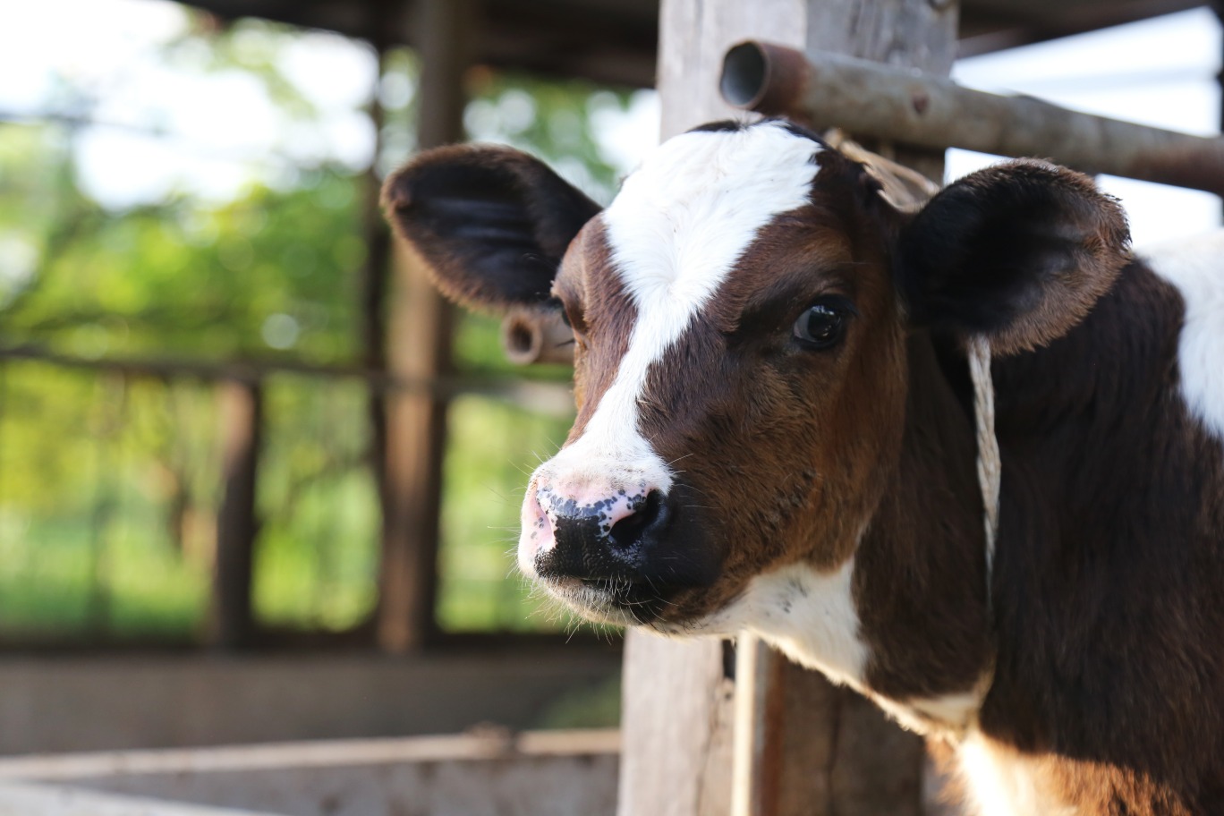 Kälber sind die Prinzessinnen des Milchviehbetriebes- Der Tierarzt muss hohe Anforderungen erfüllen (Die Bildrechte liegen bei dem Verfasser der Mitteilung.)