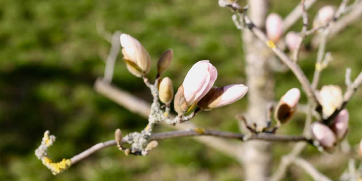 Antiallergika sind nur in besonderen Fällenüber ein Kassenrezept erhältlich. (Die Bildrechte liegen bei dem Verfasser der Mitteilung.)