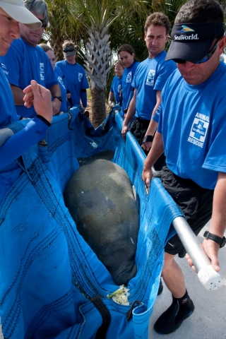 SeaWorldcares.com: Neue Website informiertüber Tierrettungsmassnahmen SeaWorldcares.com: Neue Website informiertüber Tierrettungsmassnahmen