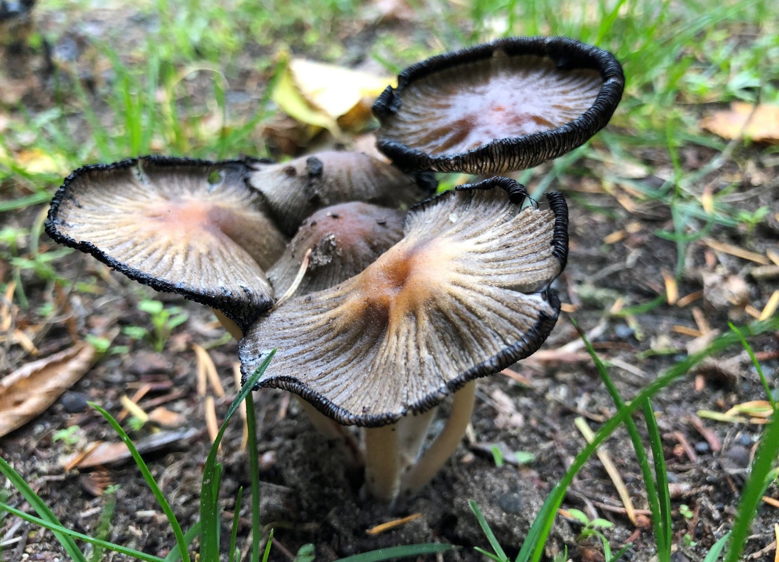 Pilze und natürliche Bakterien können als Ersatz für fossile Rohstoffe genutzt werden. (Die Bildrechte liegen bei dem Verfasser der Mitteilung.) Pilze und natürliche Bakterien können als Ersatz für fossile Rohstoffe genutzt werden. (Die Bildrechte liegen bei dem Verfasser der Mitteilung.)