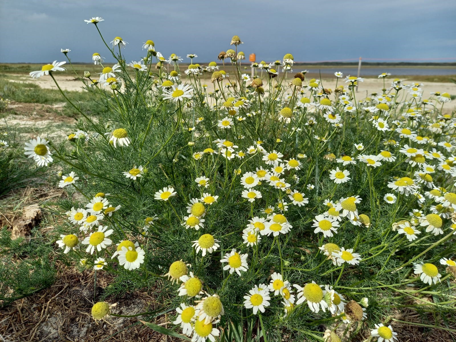 Strandkamille (Bildquelle: Staatsbosbeheer) Strandkamille (Bildquelle: Staatsbosbeheer)