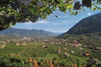 Ausblick über Algund im Herbst (c) Daniela Prössliner (Tourismusverein Algund) Ausblick über Algund im Herbst (c) Daniela Prössliner (Tourismusverein Algund)