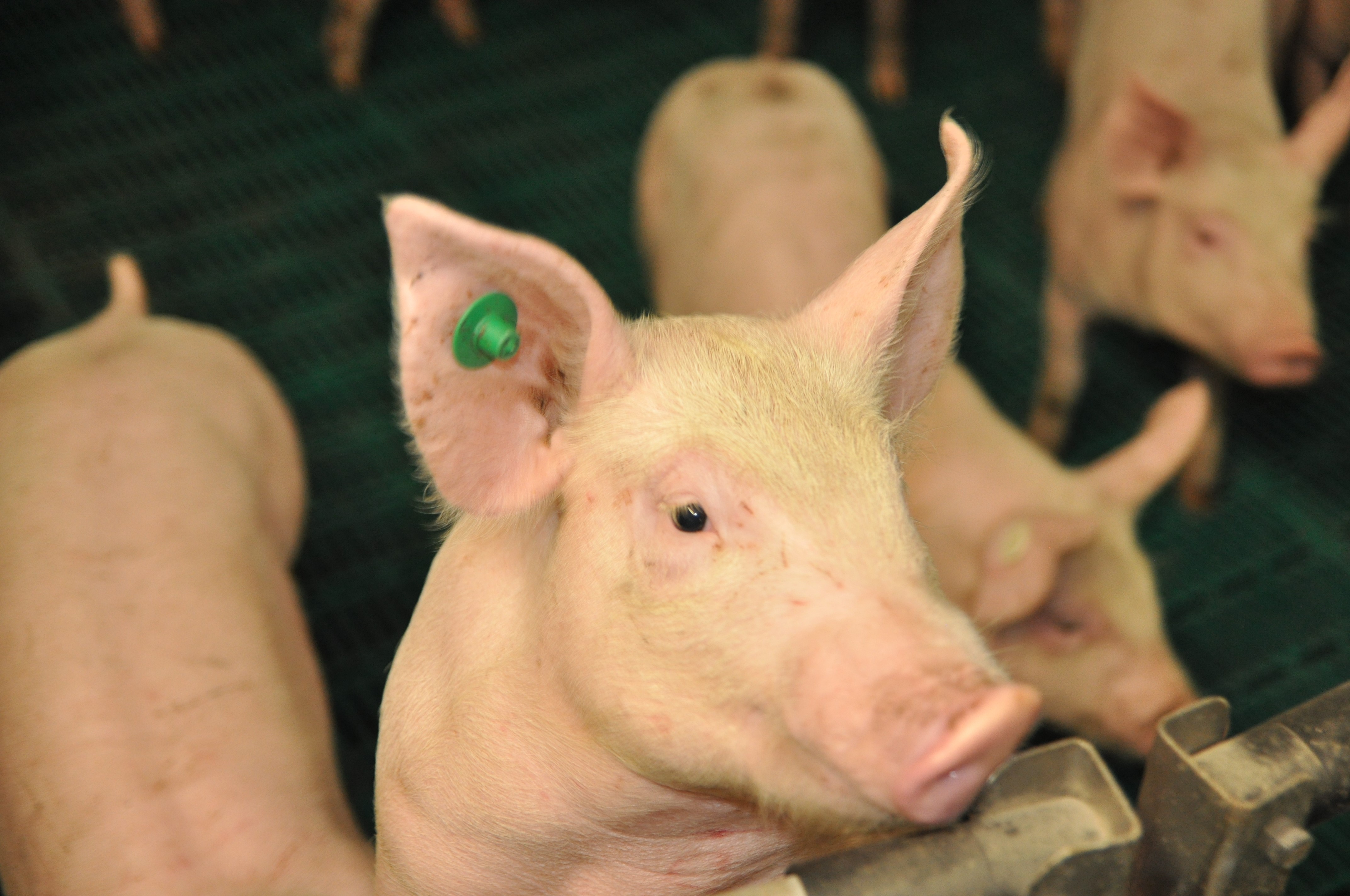 Schweine zeigen uns viele Signale - wir müssen sie verstehen und deuten Schweine zeigen uns viele Signale - wir müssen sie verstehen und deuten