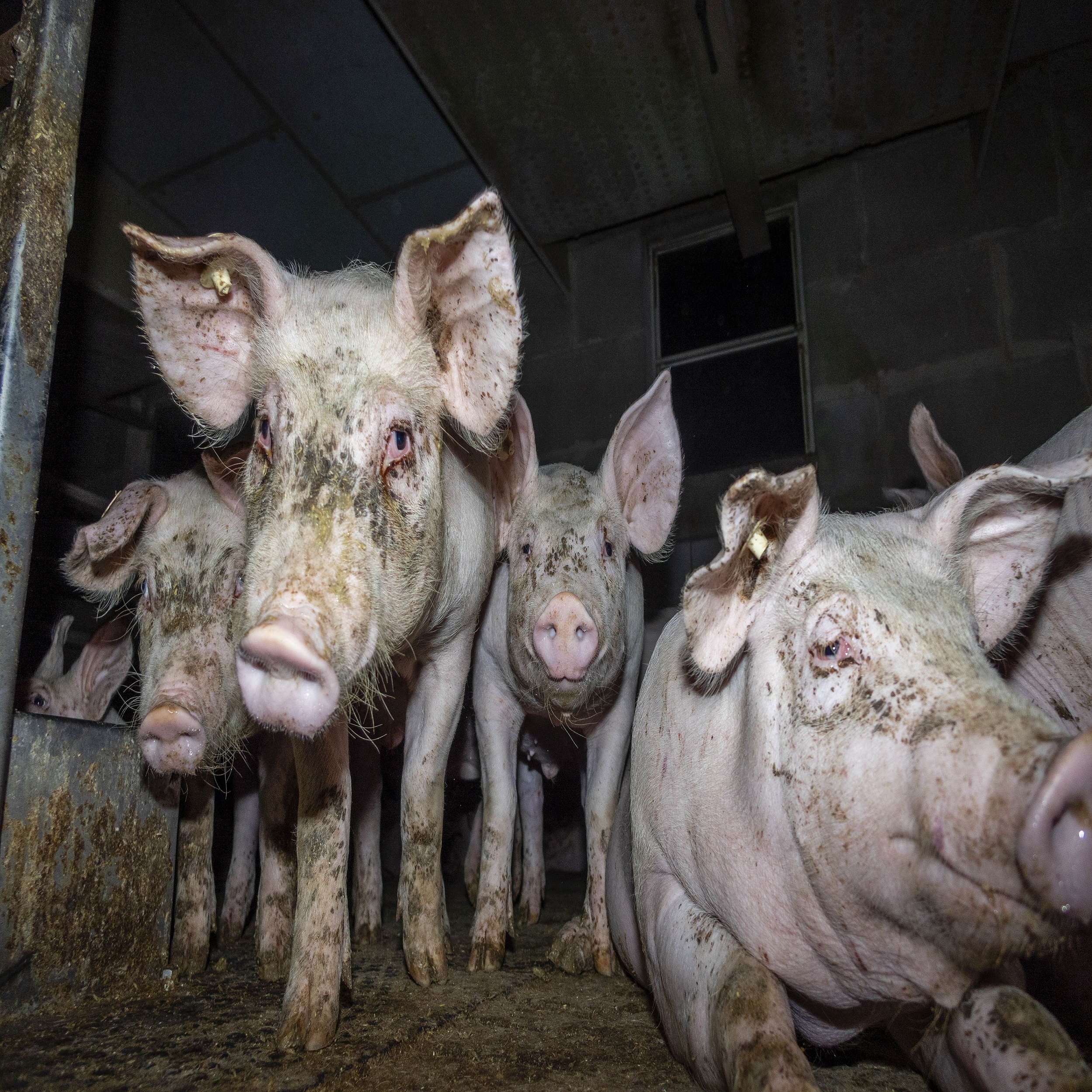 Kranke, verletzte und misshandelte Schweine: Tierquälerei bei 7 Westfleisch-Zuliefererbetrieben aufgedeckt - Westfleisch-Skandal Kranke, verletzte und misshandelte Schweine: Tierquälerei bei 7 Westfleisch-Zuliefererbetrieben aufgedeckt - Westfleisch-Skandal