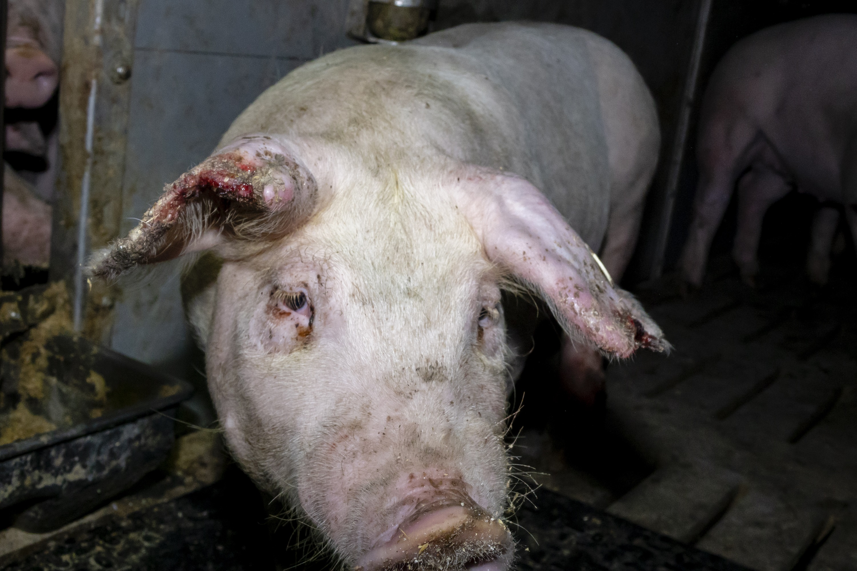 Bildmaterial belegt Tierquälerei von Schweinen in 7 Westfleisch Zulieferbetrieben - einer ist in Kalletal Bildmaterial belegt Tierquälerei von Schweinen in 7 Westfleisch Zulieferbetrieben - einer ist in Kalletal