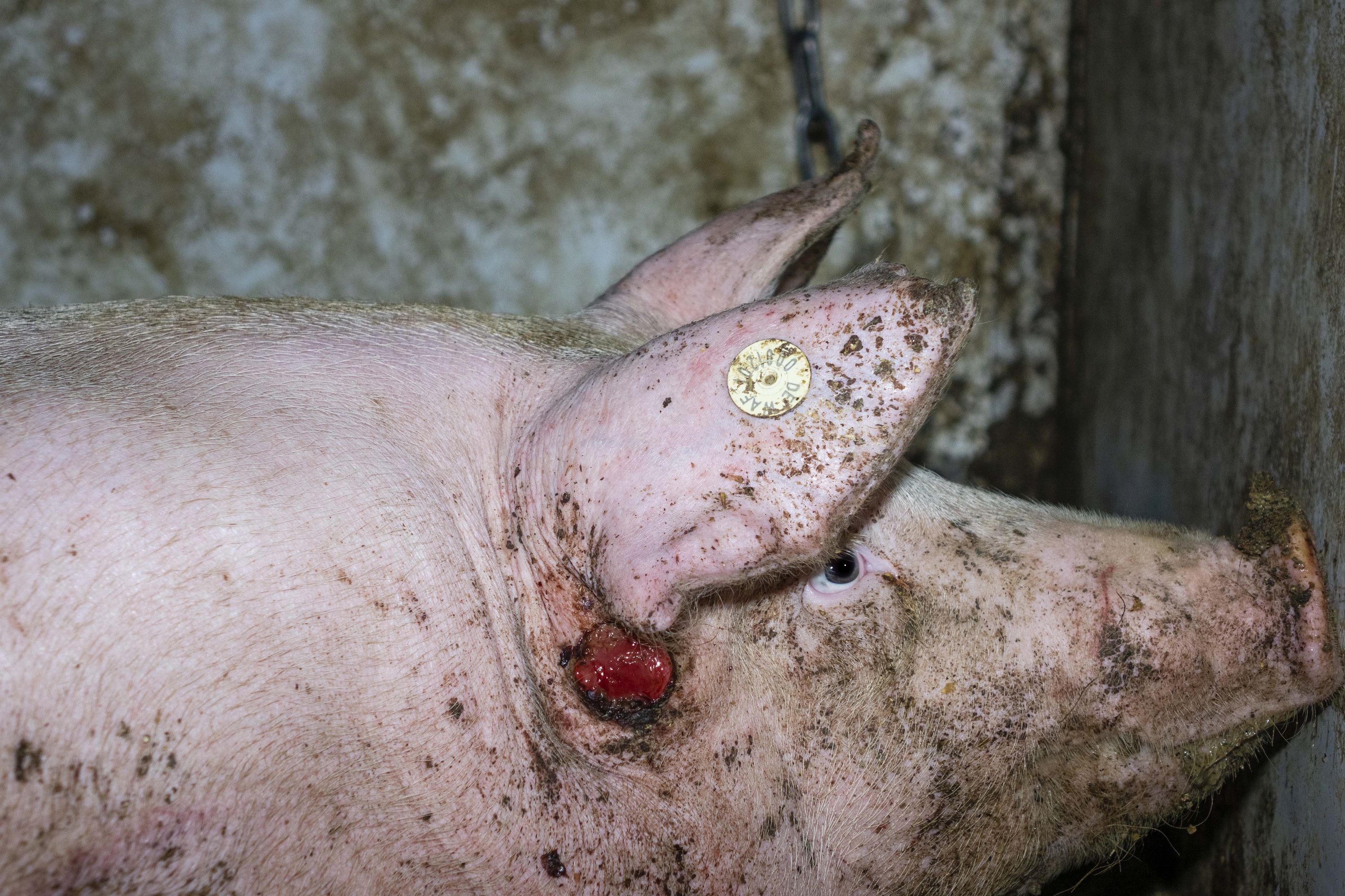 Tierquälerei in 7 Westfleisch Zulieferbetrieben aufgedeckt - einer davon ist in Beckum-Neubeckum Tierquälerei in 7 Westfleisch Zulieferbetrieben aufgedeckt - einer davon ist in Beckum-Neubeckum