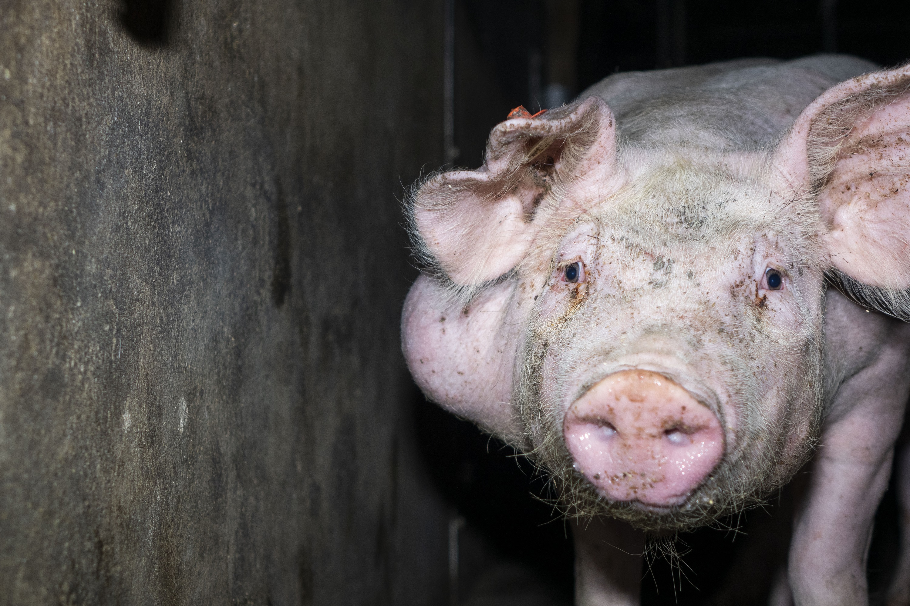 Bildmaterial zeigt Tierquälerei von Schweinen in 7 Westfleisch Zulieferbetrieben