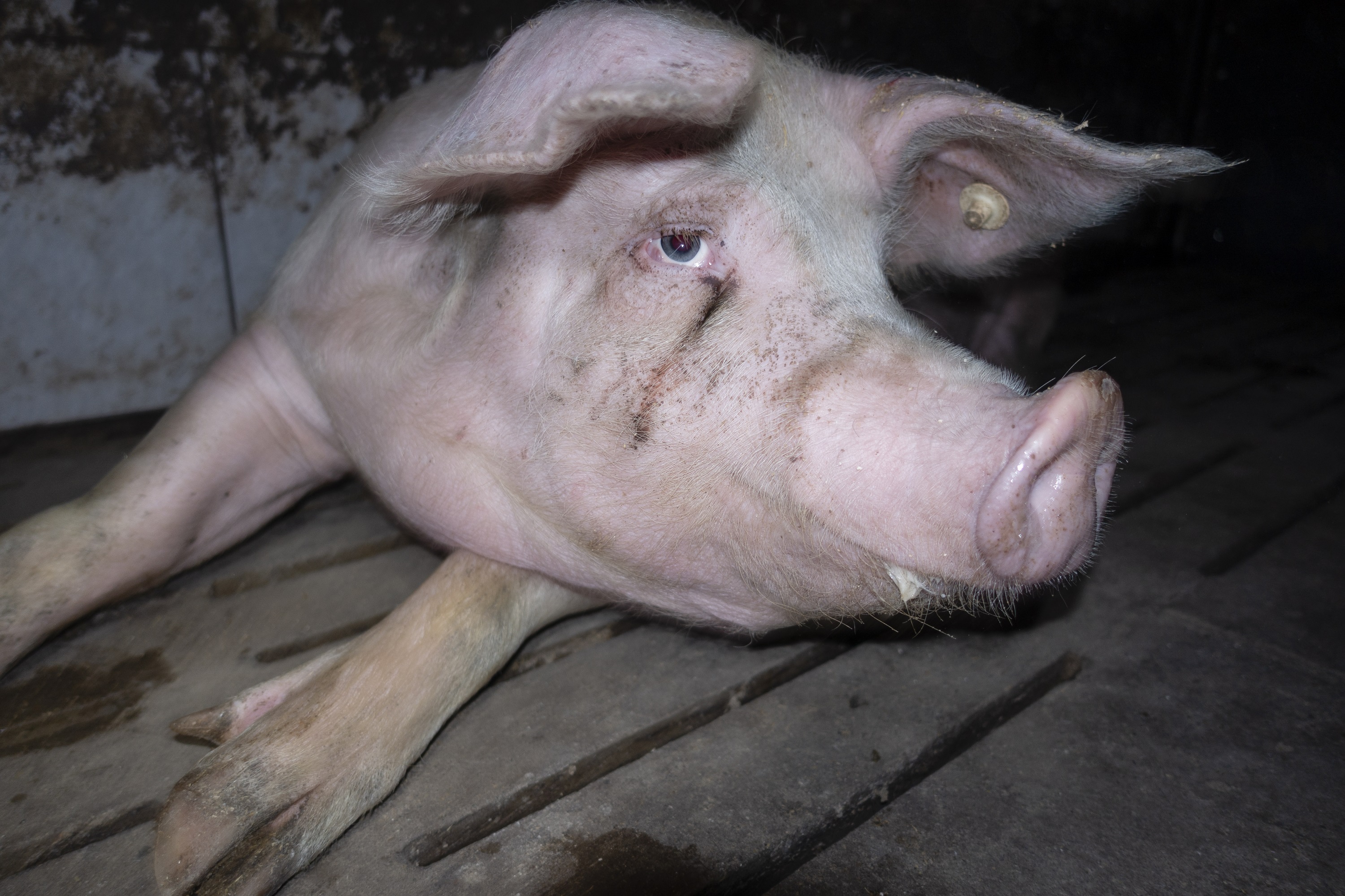Westfleisch löscht alle Hofportraits auf der Website, statt die Zusammenarbeit mit Skandalbetrieben zu beenden Westfleisch löscht alle Hofportraits auf der Website, statt die Zusammenarbeit mit Skandalbetrieben zu beenden