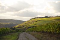 Große Lage Scharlachberg © Weingut Riffel Große Lage Scharlachberg © Weingut Riffel