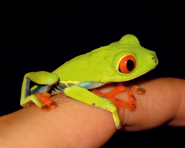 Costa Rica - Wilde Naturschönheit zwischen den Ozeanen Costa Rica - Wilde Naturschönheit zwischen den Ozeanen