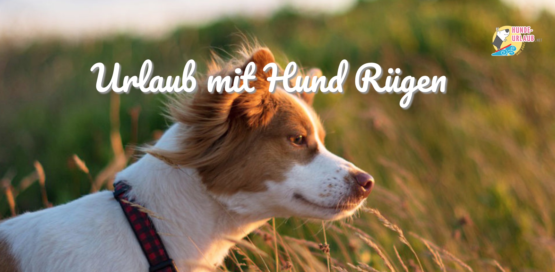 Traum Urlaub mit Hund in Rügen im Ferienhaus mit eingezäuntem Grundstück (Die Bildrechte liegen bei dem Verfasser der Mitteilung.) Traum Urlaub mit Hund in Rügen im Ferienhaus mit eingezäuntem Grundstück (Die Bildrechte liegen bei dem Verfasser der Mitteilung.)