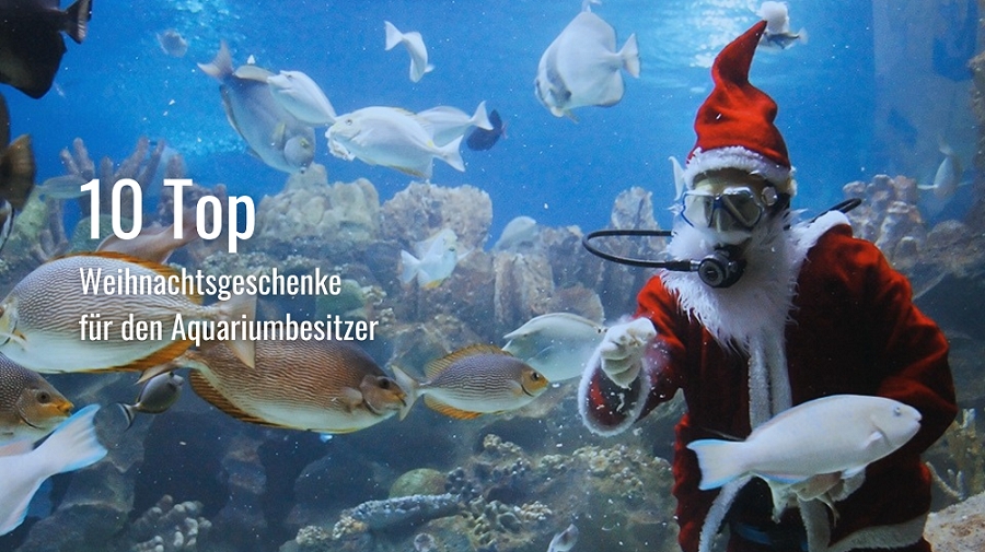 Weihnachtsgeschenke für den Aquariumbesitzer (Die Bildrechte liegen bei dem Verfasser der Mitteilung.) Weihnachtsgeschenke für den Aquariumbesitzer (Die Bildrechte liegen bei dem Verfasser der Mitteilung.)