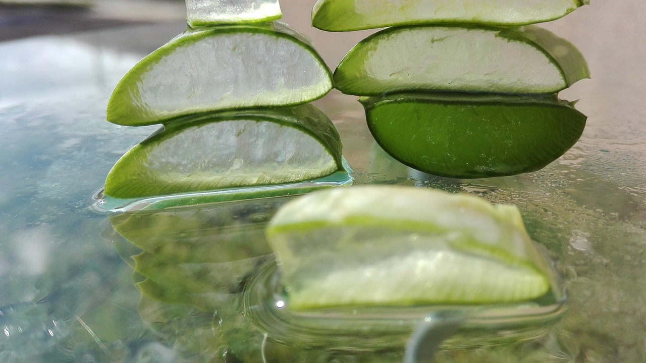 Aloe Vera - Kumari Pflanze (Die Bildrechte liegen bei dem Verfasser der Mitteilung.) Aloe Vera - Kumari Pflanze (Die Bildrechte liegen bei dem Verfasser der Mitteilung.)