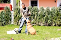 Gerade die Hunde-Senioren badürfen besonderer Pflege und artgerechter Betreuung Gerade die Hunde-Senioren badürfen besonderer Pflege und artgerechter Betreuung
