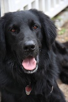 Hundebetreuung zu Feiertagen ist sehr beliebt bei Hundebesitzern in Berlin Hundebetreuung zu Feiertagen ist sehr beliebt bei Hundebesitzern in Berlin
