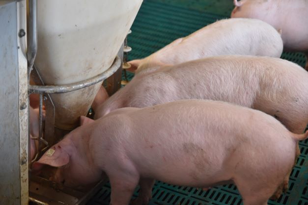 Auf die nächsten Jahre ausgerichtete Fütterungsstrategien für Schweine -wichtig für Tier und Umwelt.