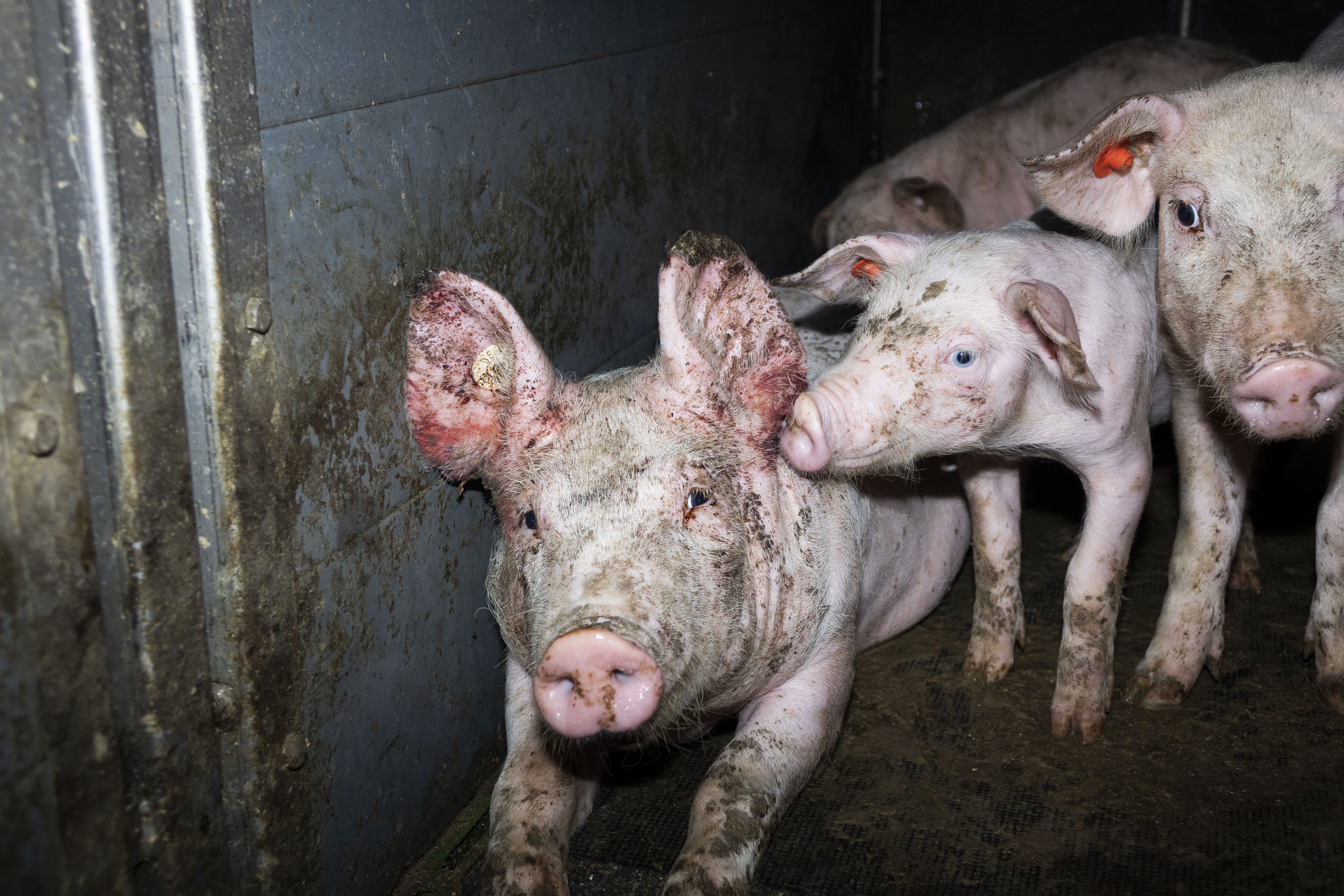 Nach Aufdeckung von Tierquälerei in 7 Schweinemast-Betrieben: Westfleisch reagiert nicht Nach Aufdeckung von Tierquälerei in 7 Schweinemast-Betrieben: Westfleisch reagiert nicht