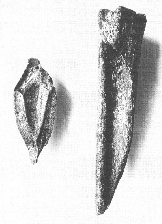 Vermeintliche Knochenwerkzeuge von Frühmenschen. Foto: Naturhistorisches Museum Mainz / Landessammlung für Naturkunde Rheinland-Pfalz (Die Bildrechte liegen bei dem Verfasser der Mitteilung.)