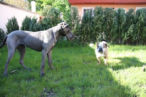 Die Bedürfnissw des Hundes bleiben, bis ins hohe Alter (Penny, 13 Jahre)