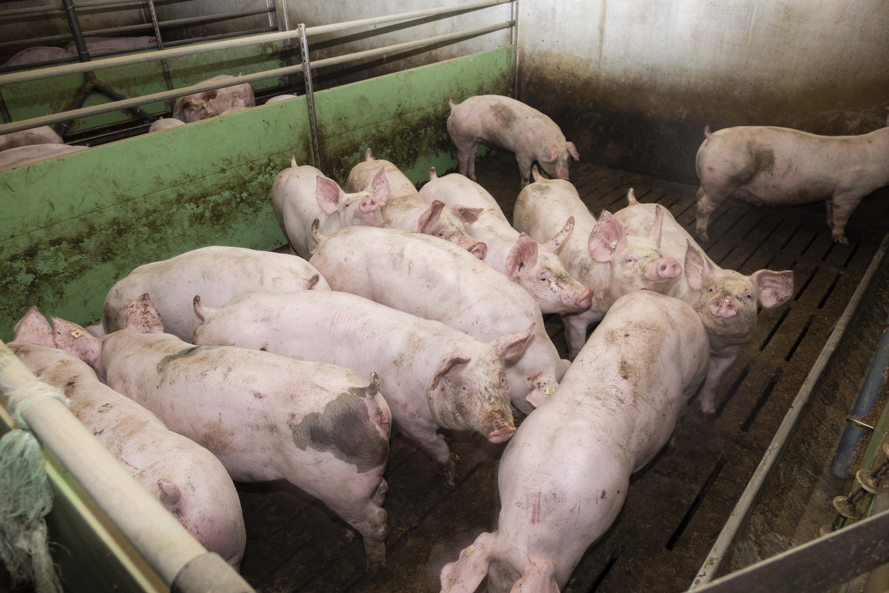 Skrupelloser Schweinemäster erschießt Schweine mit seinem Gewehr und muss sich jetzt vor Gericht verantworten Skrupelloser Schweinemäster erschießt Schweine mit seinem Gewehr und muss sich jetzt vor Gericht verantworten