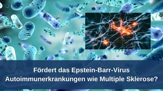Fördert das Epstein-Barr-Virus Autoimmunerkrankungen wie Multiple Sklerose? / Bioresonanz-Redaktion (Die Bildrechte liegen bei dem Verfasser der Mitteilung.) Fördert das Epstein-Barr-Virus Autoimmunerkrankungen wie Multiple Sklerose? / Bioresonanz-Redaktion (Die Bildrechte liegen bei dem Verfasser der Mitteilung.)