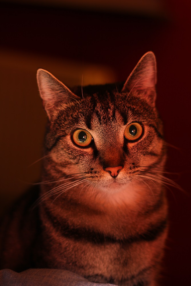 Kerzen sind besonders für Katzen gefährlich (Die Bildrechte liegen bei dem Verfasser der Mitteilung.) Kerzen sind besonders für Katzen gefährlich (Die Bildrechte liegen bei dem Verfasser der Mitteilung.)