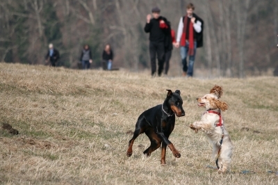 Hundehaftpflichtversicherung: die Tarife der Helvetia-PetCare bei der IAK GmbH Hundehaftpflichtversicherung: die Tarife der Helvetia-PetCare bei der IAK GmbH