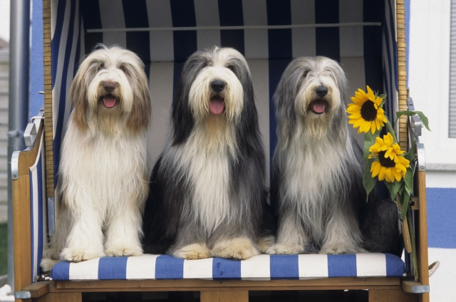 Urlaub mit Hund und Katze: Vorbereitung ist das A und O