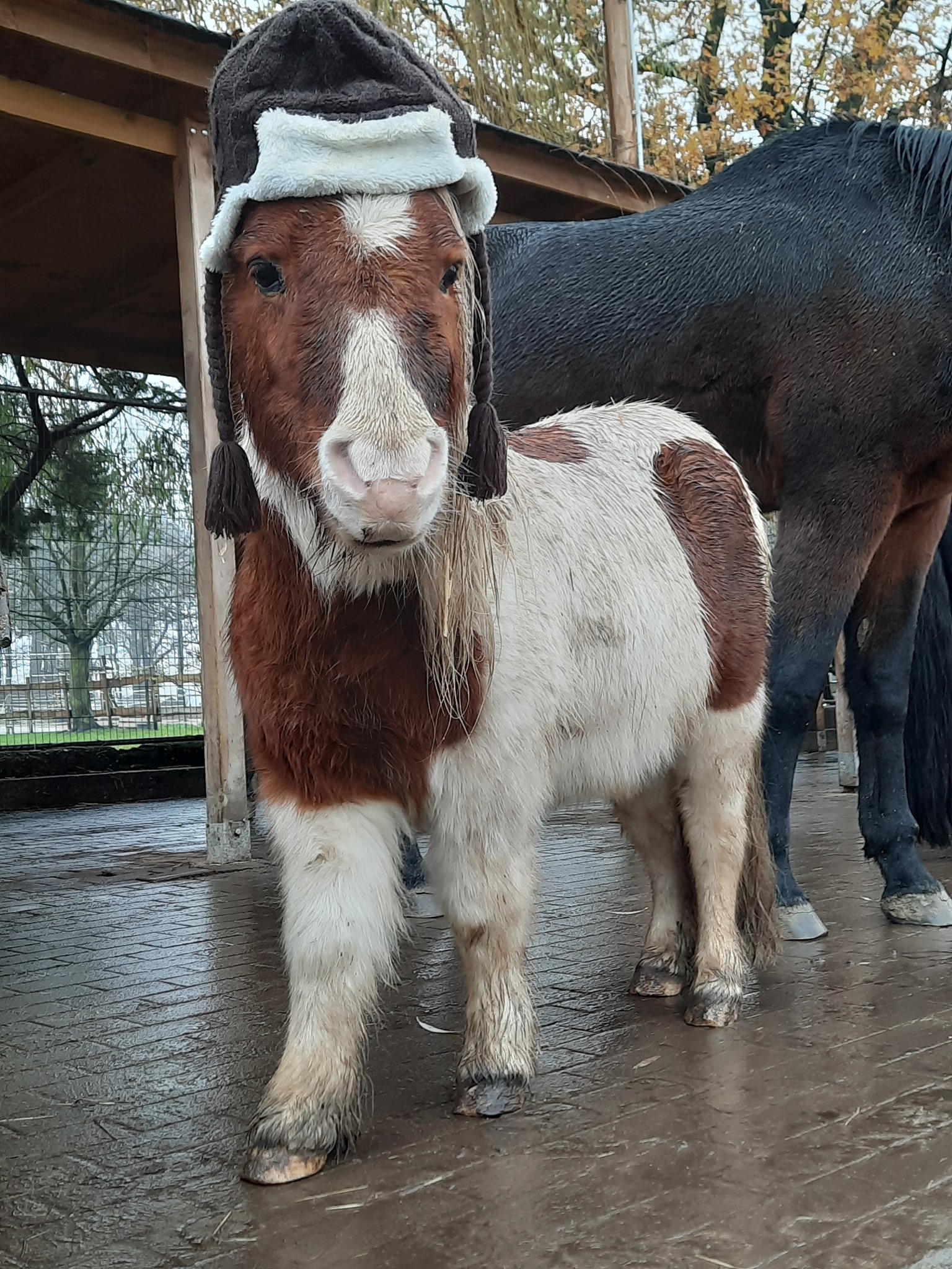 Pony Bert auf dem Gnadenhof vom Bund Deutscher Tierfreunde e.V. (Die Bildrechte liegen bei dem Verfasser der Mitteilung.)