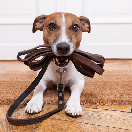 Hundeschule Soest (Die Bildrechte liegen bei dem Verfasser der Mitteilung.) Hundeschule Soest (Die Bildrechte liegen bei dem Verfasser der Mitteilung.)
