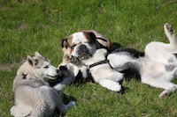 Hundebetreuung ganz entspannt Hundebetreuung ganz entspannt