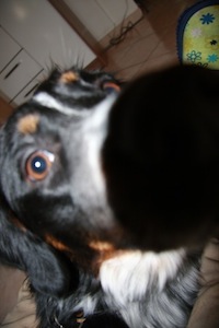 Hundebetreuung? von BurnOut-Syndrom keine Spur Hundebetreuung? von BurnOut-Syndrom keine Spur