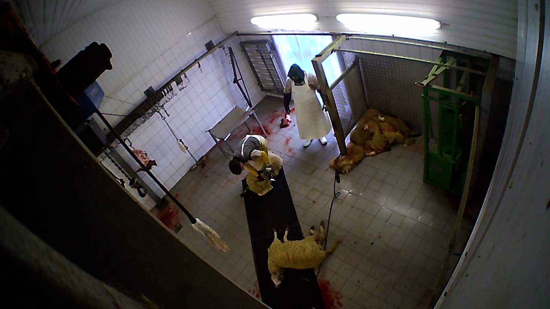 Versteckte Kameras filmen Tierquälerei in Schlachthof in Hürth bei Köln: Tiere wurden systematisch misshandelt Versteckte Kameras filmen Tierquälerei in Schlachthof in Hürth bei Köln: Tiere wurden systematisch misshandelt