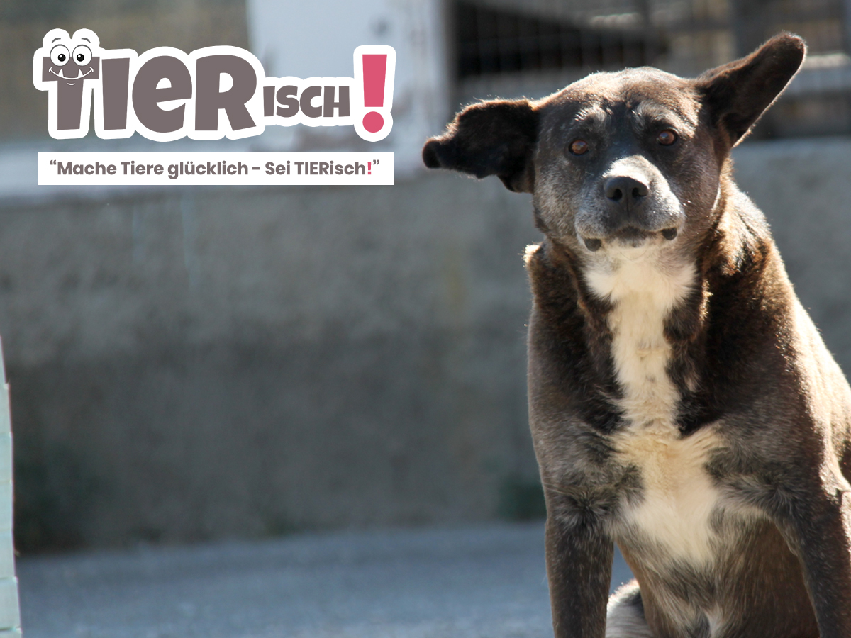 Der Tierschutzverein TIERisch! e.V., mit Sitz in Rostock, engagiert sich für Tiere in Not. Der Tierschutzverein TIERisch! e.V., mit Sitz in Rostock, engagiert sich für Tiere in Not.