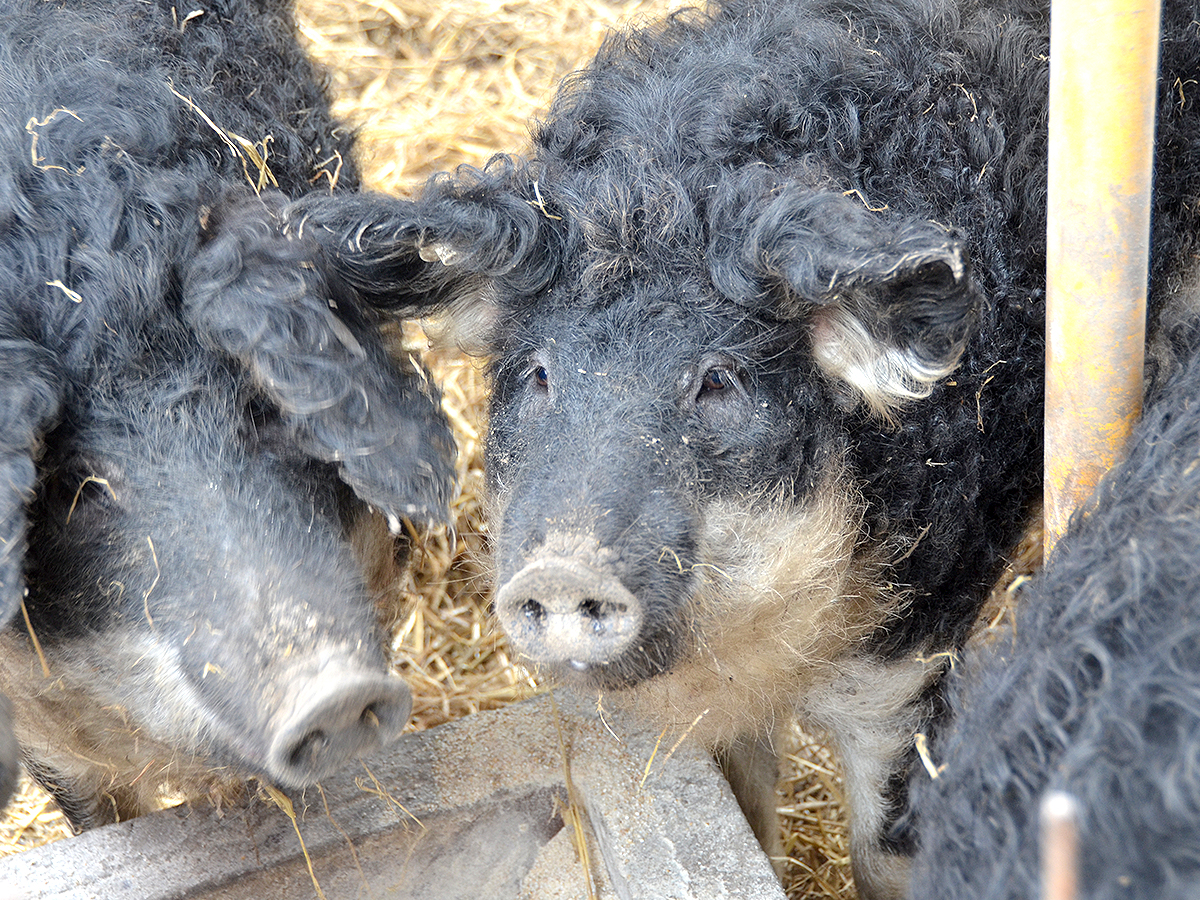 Die ungarischen Wollschweine genießen auf dem Exotenhof eine besondere Haltungsform.