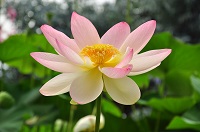 Blumen am Lago Maggiore (R.Maggioni)