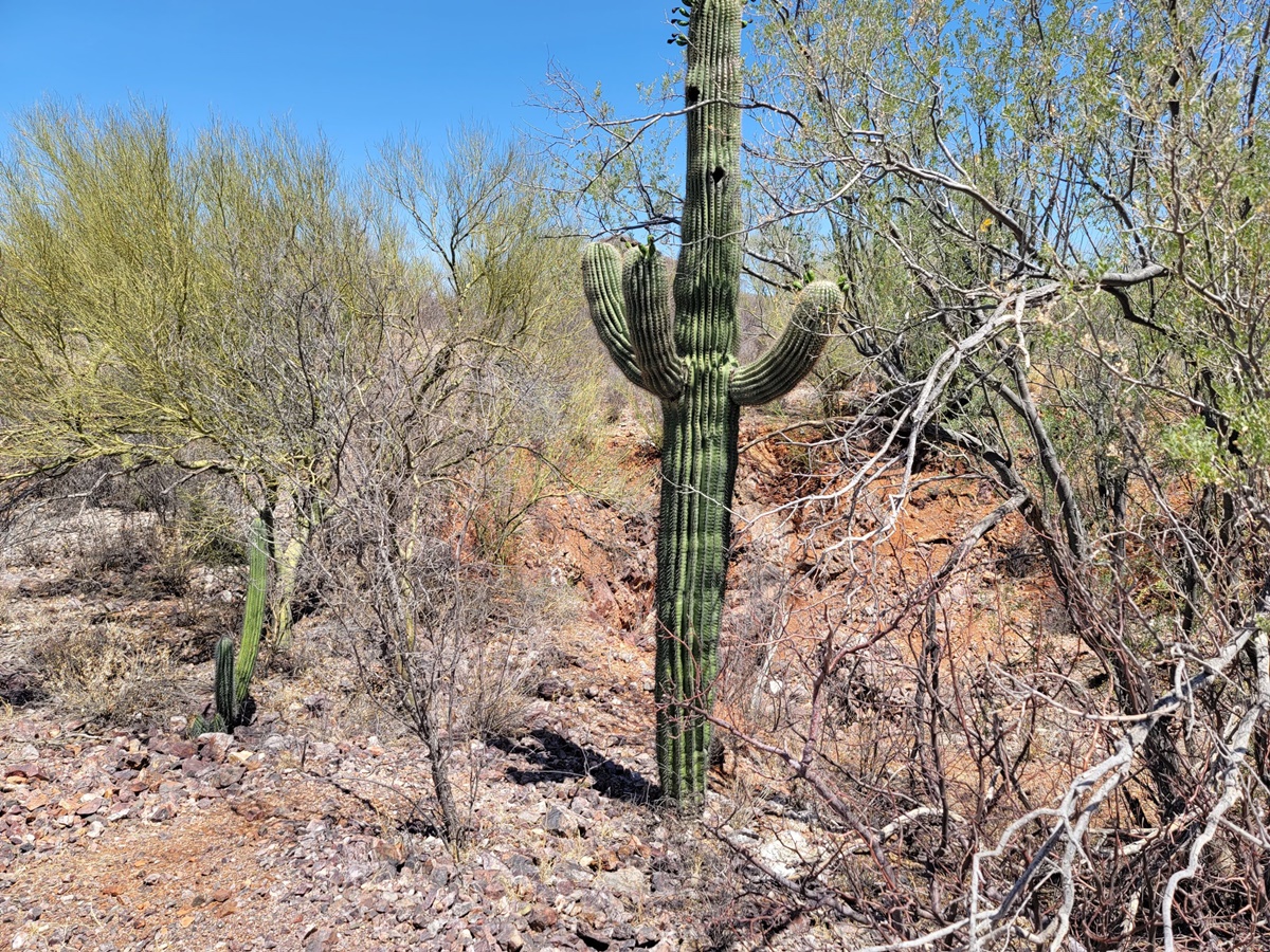 Auf dem Pilar-Projekt von Tocvan; Foto: Tocvan Ventures Auf dem Pilar-Projekt von Tocvan; Foto: Tocvan Ventures