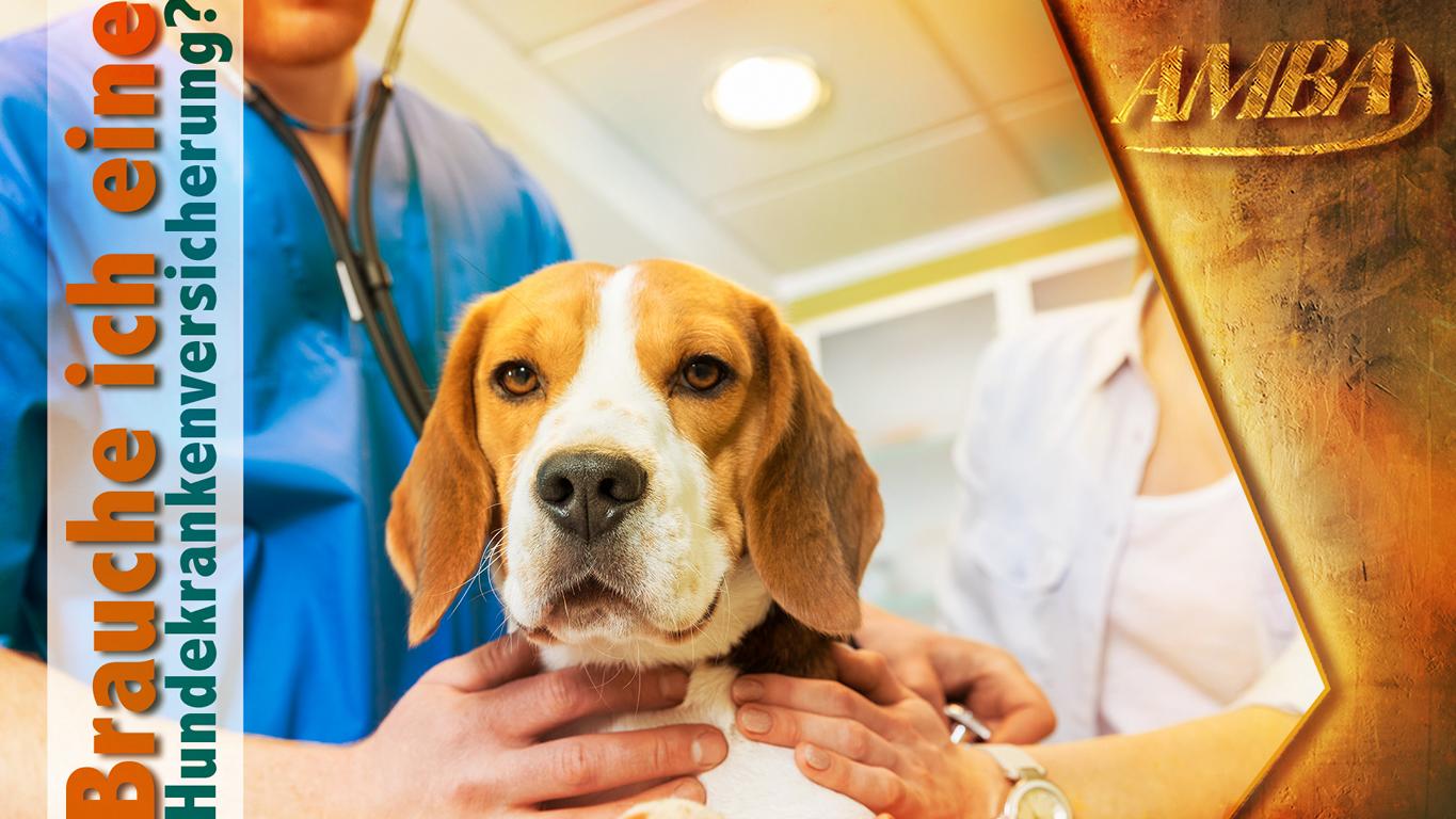 Brauche ich eine Hundekrankenversicherung? (Die Bildrechte liegen bei dem Verfasser der Mitteilung.)