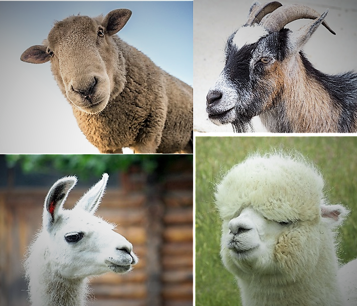 Workshop: Tieräztl. Betreuung von Schaf, Ziege, Lama u. Alpaka