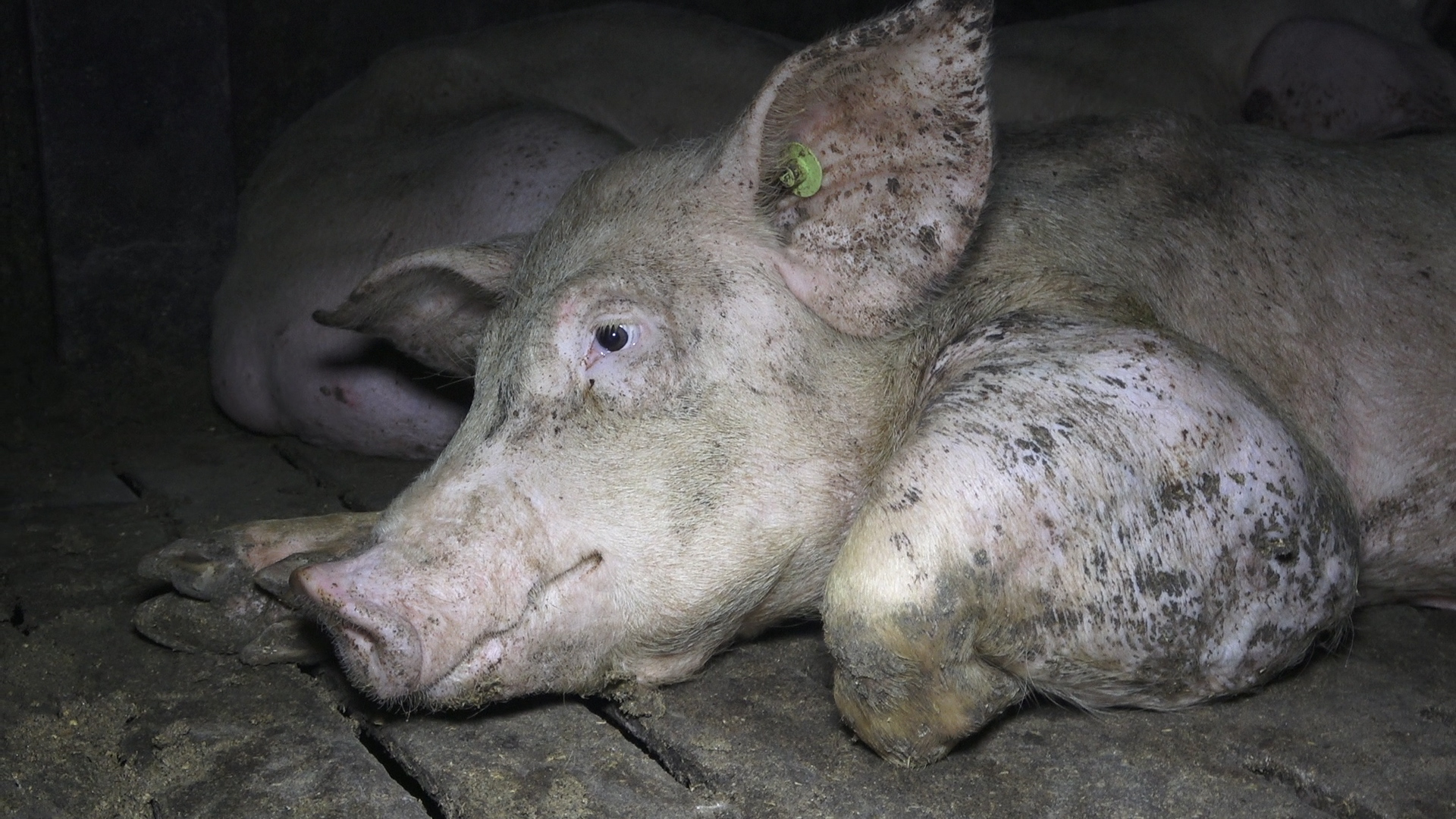 Nach Aufdeckung von Tierquälerei: Verantwortliche der größten Schweinemast Niedersachsens stehen weiterhin vor Gericht Nach Aufdeckung von Tierquälerei: Verantwortliche der größten Schweinemast Niedersachsens stehen weiterhin vor Gericht