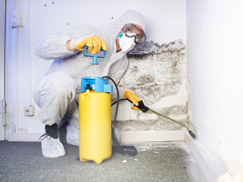 Schimmel kann Schäden mit enormen Kosten verursachen. (Bildquelle: @AdobeStock/71271605) Schimmel kann Schäden mit enormen Kosten verursachen. (Bildquelle: @AdobeStock/71271605)
