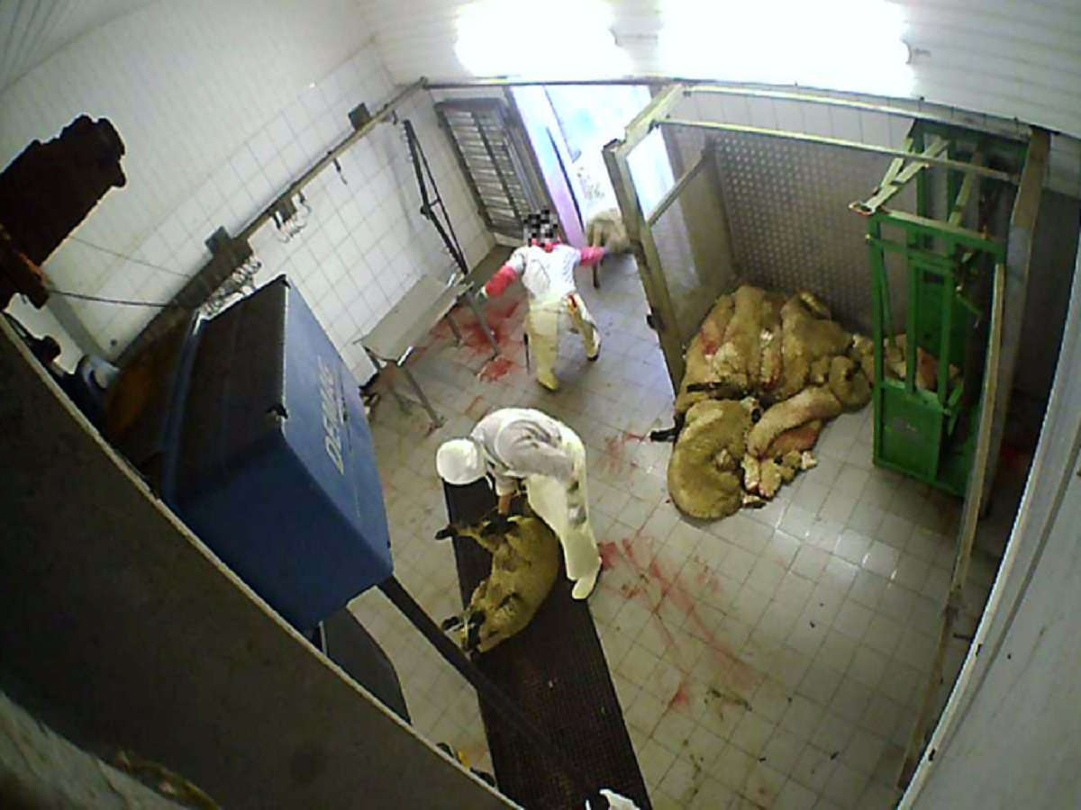 Nach Aufdeckung von Tierquälerei: Staatsanwaltschaft Köln ermittelt gegen Schlachthof in Hürth Nach Aufdeckung von Tierquälerei: Staatsanwaltschaft Köln ermittelt gegen Schlachthof in Hürth