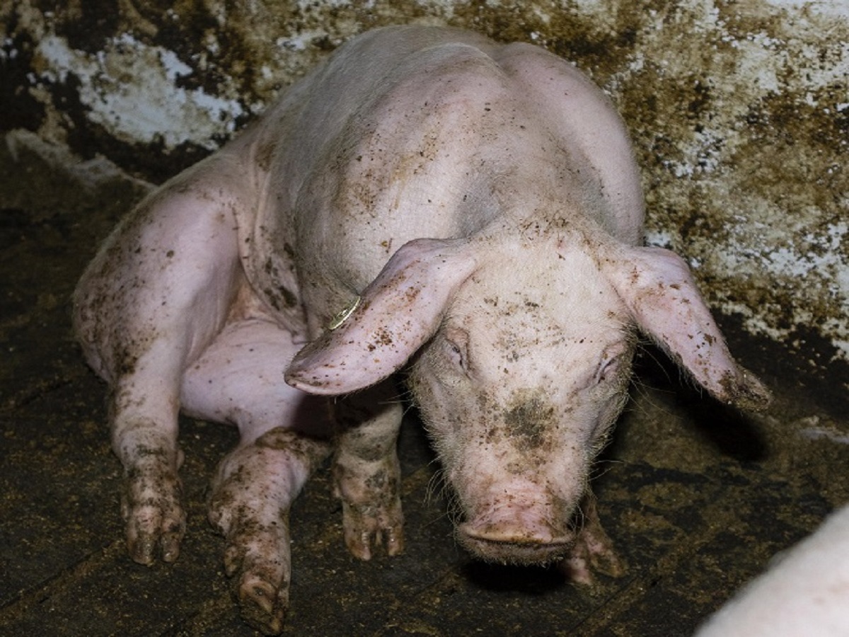 Nach Vorwürfen wegen Tierquälerei: Westfleisch-Zulieferer aus Beckum-Neubeckum muss Geldauflage zahlen Nach Vorwürfen wegen Tierquälerei: Westfleisch-Zulieferer aus Beckum-Neubeckum muss Geldauflage zahlen