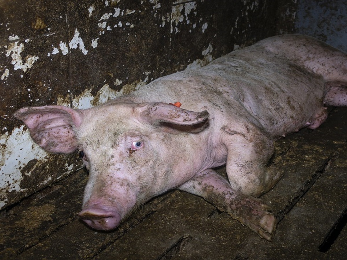 Nach Aufdeckung von Tierquälerei in Westfleisch Zuliefererbetrieb in Velen: Landwirt muss sich vor Gericht ver Nach Aufdeckung von Tierquälerei in Westfleisch Zuliefererbetrieb in Velen: Landwirt muss sich vor Gericht ver