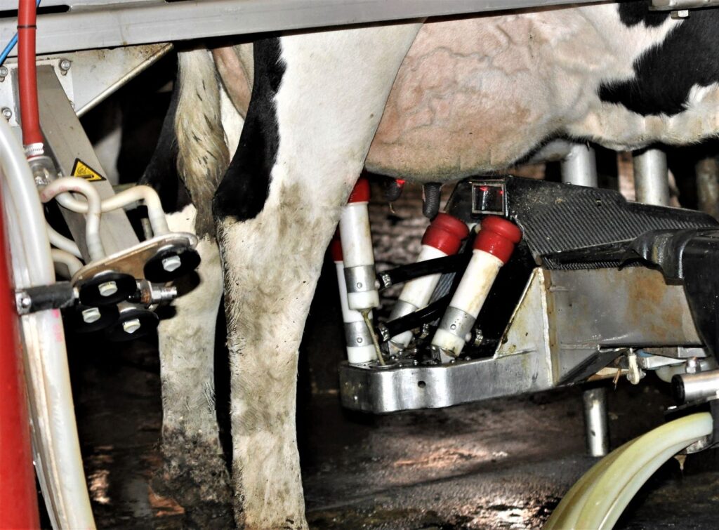 Automatische Melksysteme (AMS) im Kuhstall findet man immer mehr auf Milchviehbetrieben. Ein Update dazu liefert der AVA-Workshop EUTERGESUNDHEIT am 18.Mai 2023 (Die Bildrechte liegen bei dem Verfasser der Mitteilung.)